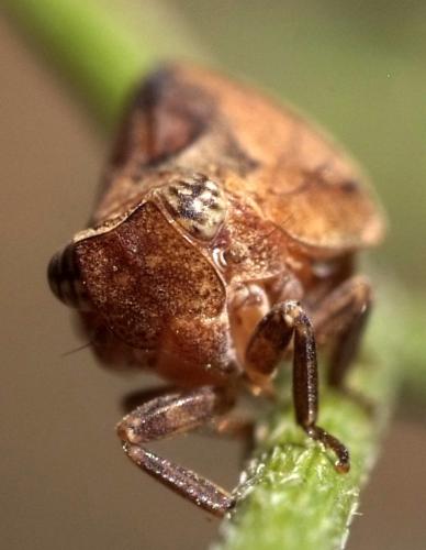 Réf. 94 285 : Tingissus tangirus