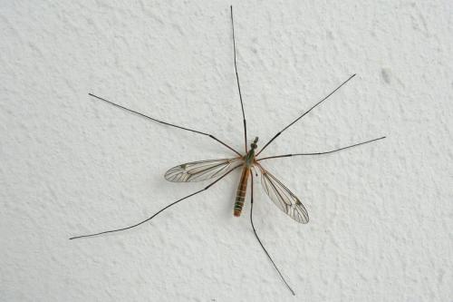 Tipula vernalis