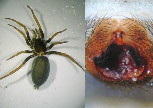 Trachyzelotes pedestris