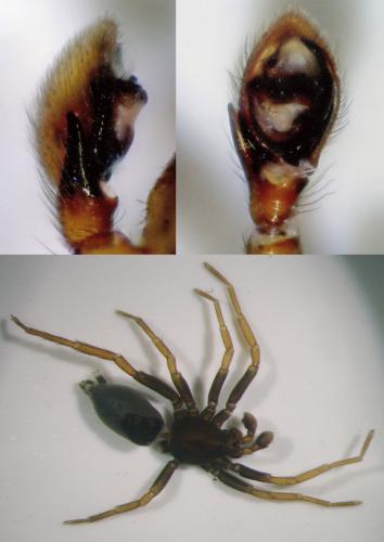 Trachyzelotes pedestris