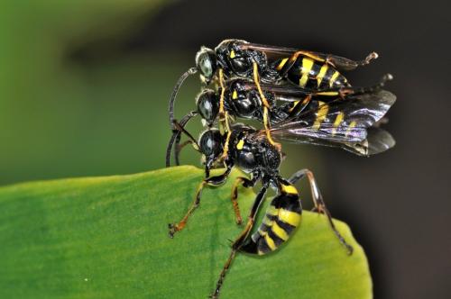 Gorytes sp.