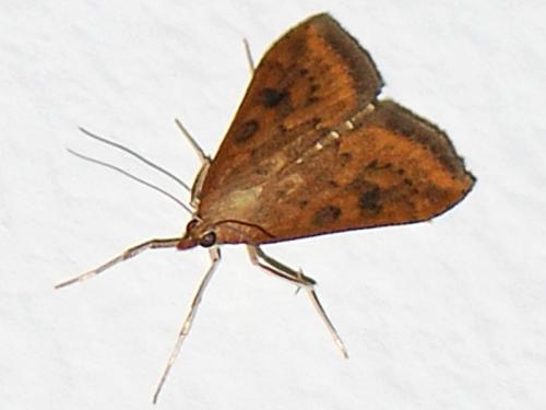 Réf. 94 399 : Udea ferrugalis