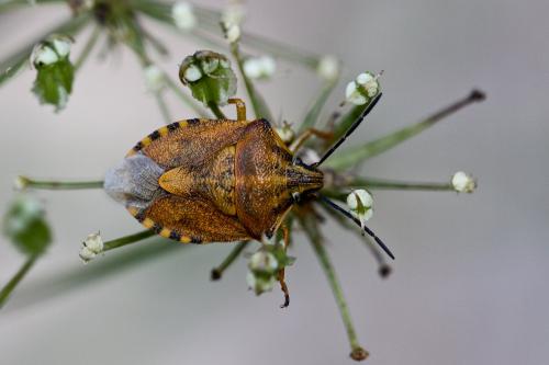 Réf. 94 986 : Carpocoris pudicus