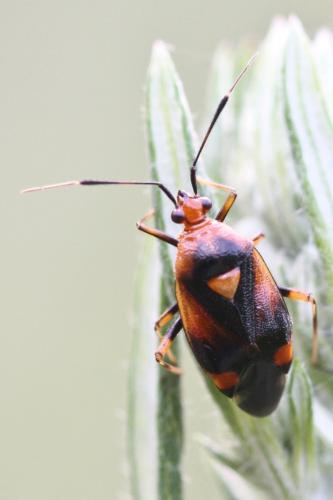 Deraeocoris ruber
