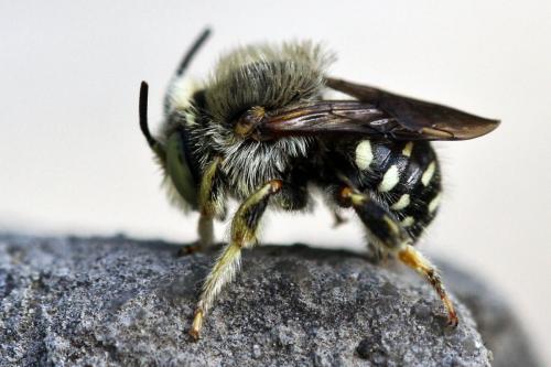 Réf. 94 982 : Anthidium punctatum