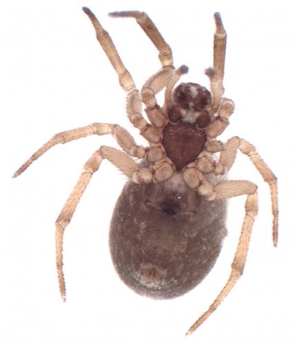 Réf. 94 022 : Enoplognatha thoracica
