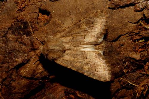 Réf. 94 224 : Luperina testacea