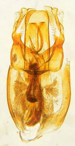 Réf. 94 113 : Xyletinus subrotundatus