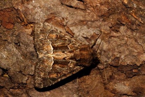 Réf. 94 221 : Thalpophila matura