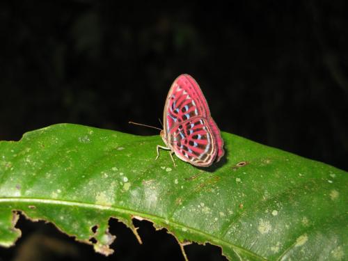 Paralaxita damajanti