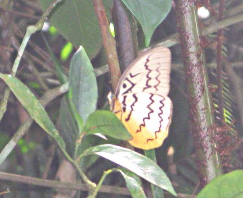 Melanocyma faunula