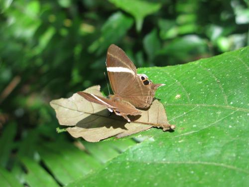 Réf. 94 661 : Abisara neophron