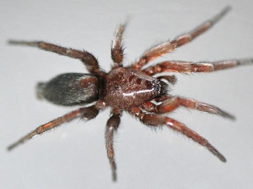 Scotophaeus scutulatus