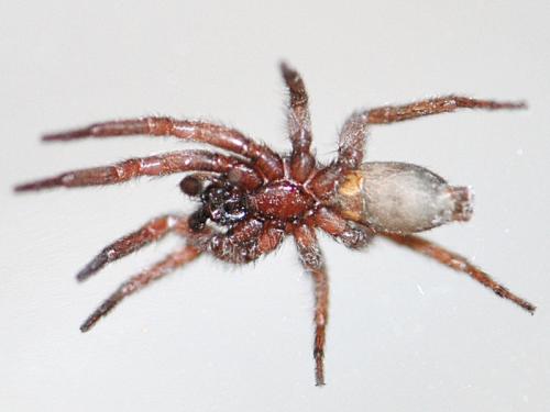Réf. 94 042 : Scotophaeus scutulatus