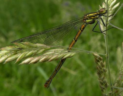 Pyrrhosoma nymphula