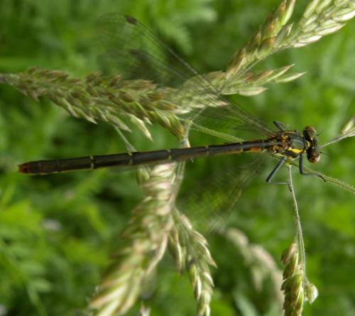 Pyrrhosoma nymphula
