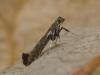 94325 – Photo : Pierre Gros – France (06)
