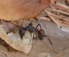 94351 – Photo : Philippe Legros – France (83)