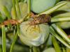 94967 – Photo : Eric Steckx – France (26)