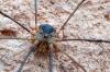 94123 – Photo : Nicolas Alric – France (12)
