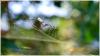 94443 – Photo : Salustri Jessica – Népal