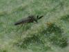 94341 – Photo : Pierre Gros – France (06)