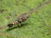 94378 – Photo : Pierre Gros – France (06)