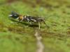 94379 – Photo : Pierre Gros – France (06)