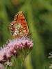 94466 – Photo : Bernard Choux – France (26)
