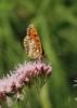 94467 – Photo : Bernard Choux – France (26)