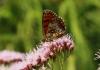 94468 – Photo : Bernard Choux – France (26)