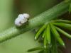 94335 – Photo : Pierre Gros – France (06)