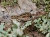 94985 – Photo : Pierre Gros – France (06)