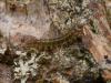 94987 – Photo : Pierre Gros – France (06)