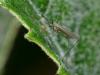 94877 – Photo : Pierre Gros – France (06)