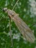 94824 – Photo : Pierre Gros – France (06)