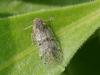94133 – Photo : Pierre Gros – France (06)