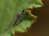 94339 – Photo : Pierre Gros – France (06)
