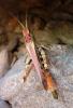 94797 – Photo : Pitchou Shinto – France (64)