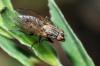 94765 – Photo : Christophe Quintin – France (22)