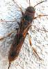94875 – Photo : ADELSKI Adrien – France (60)