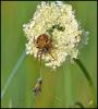 94930 – Photo : Josselyne Bayle – France (33)