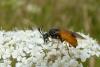 94528 – Photo : Patrick Le Mao – France (35)