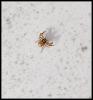 94748 – Photo : Josselyne Bayle – France (33)