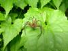 94430 – Photo : Alain BLED – Thaïlande