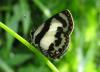 94513 – Photo : Alain BLED – Thaïlande