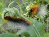 94713 – Photo : Annie Schaetzel – France (57)