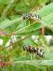 94628 – Photo : Patrick Le Mao – France (22)