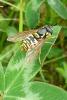 94828 – Photo : Patrick Le Mao – France (73)