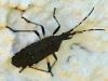 Dicranocephalus agilis